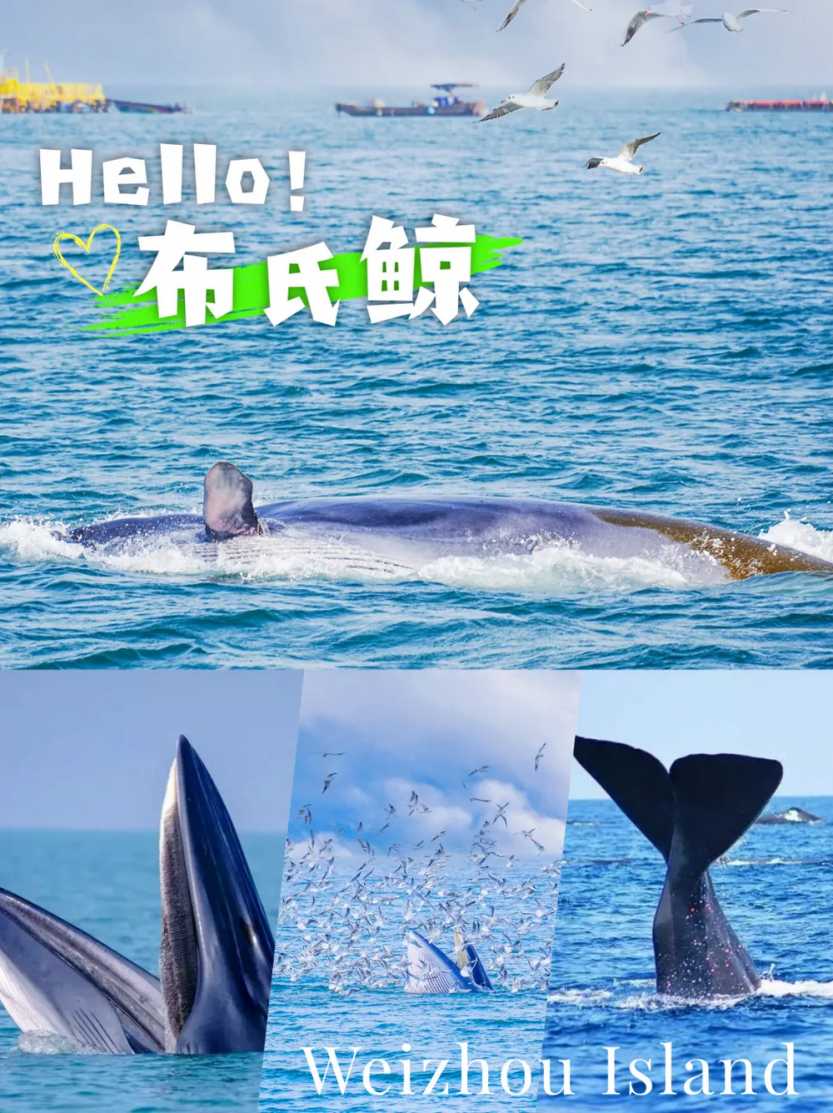 春节鲸喜涠洲4天_11